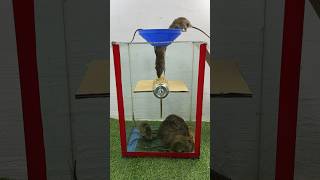 The Most Perfect Homemade Mouse Trap Idea // Mouse Trap 2 #Rat #Rattrap #Mouse #Mousetrap
