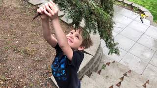 Owen's Mentos Geyser Science Fair Project