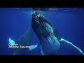 Stevenson's 'Dancing Whales In Bermuda' Video, 2018
