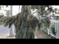 That Tree Man. Ep3 - Stanhope Gardens (Part One)