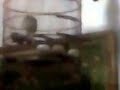 image Suara Burung Perkutut Nyaring Panjang