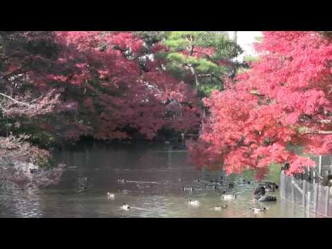 【紅葉】東山動物園 正門横の池の紅葉