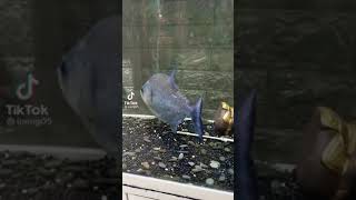 Omg Look At The Tiny Fish.its Very Sharp Fish