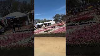 Spring Season In Canberra, Floriade