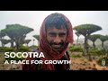 Socotra - A Place for Growth