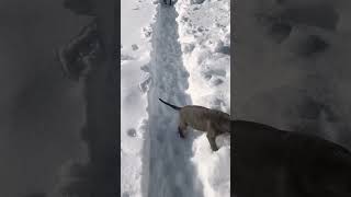 Outside Puppy Playtime Cute Pitbull Puppies Playing In Snow
