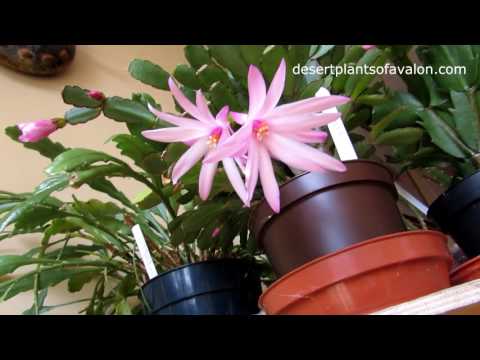 My Rhipsalidopsis - Easter Cacti in beautiful white flower