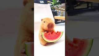 Capybara Eats Watermelon