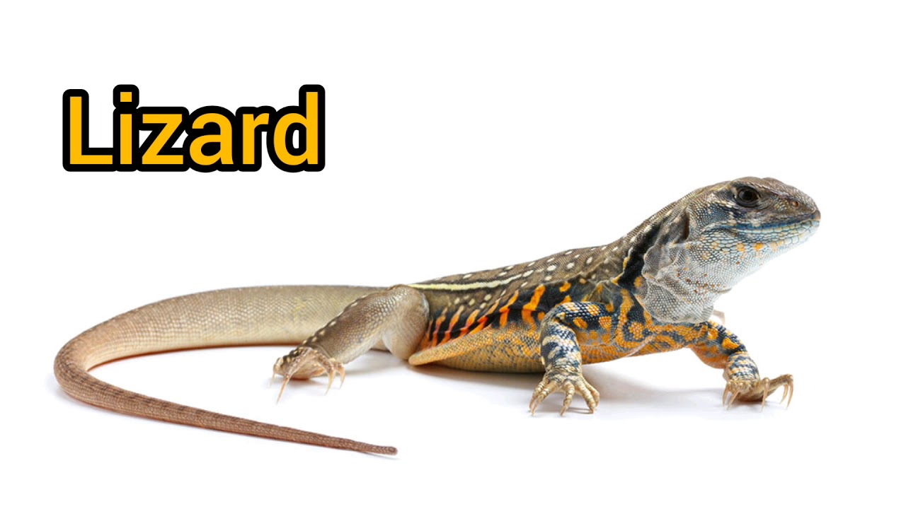 Is lizzard lick for real