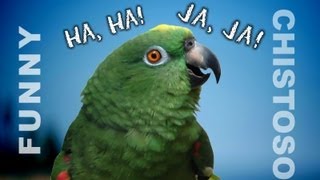 Funny Parrots Laughing - ROFL LOL Amusing!