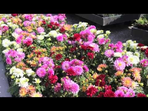 Gardening 101 Series | How to Use Annuals vs. Perennials with Lynn Hillman