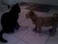 Cat-Dog fight