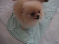 pomeranians