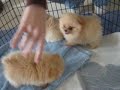 pomeranians