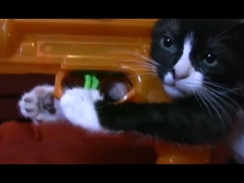 Amazing Kitten!