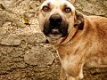 kangal dog