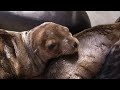 California sea lion pups struck with mystery illness