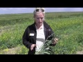 canola