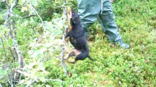 Crazy German Huntingterrier