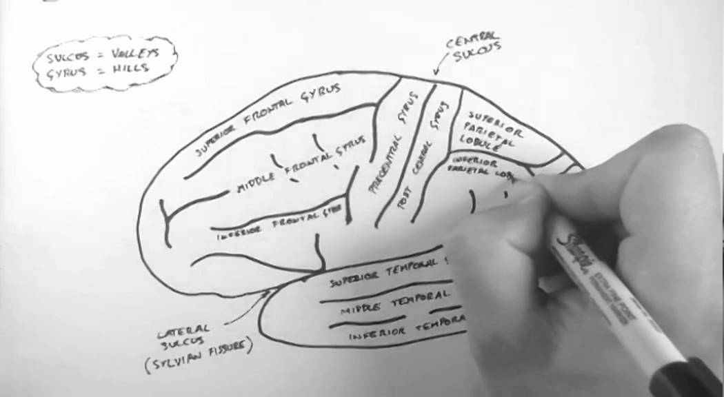 Brain Anatomy 1 - Gross Cortical Anatomy (Lateral Surface) - YouTube