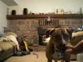 Mojo, my pit bull, playing ball in the house