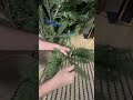 Claradon Pine Artificial Christmas Tree