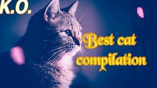 #cats Best funny cat compilation😻
