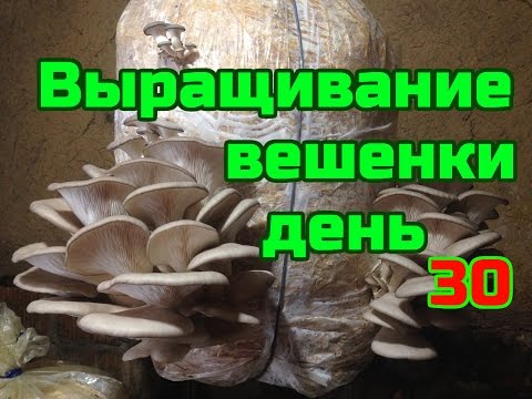 Инструкция по выращиванию вешенки для начинающих 92