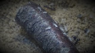 Lasius niger - Die wilde Jagd