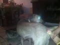 Cachorro gay
