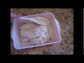 image Gluten Free Indian Milk Cake With Chef Janie Pendleton Gf