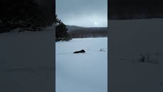 Staffordshire Bull Terrier Playing In The Snow