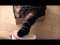 Funny cats videos タンバリンなねこ。 Maru and tambourine youtube original YouTube Funny cats videos タンバリンなねこ。 Maru and tambourine youtube original YouTube