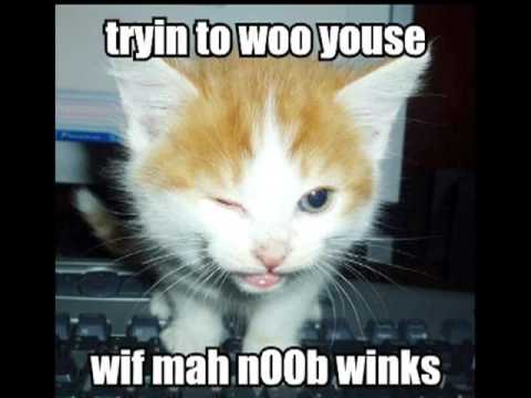 Teh LOLCATS complation video