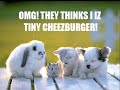 lolcats