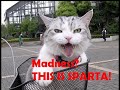 lolcats