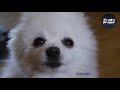 TRY NOT TO LAUGH or SMILE Watching Funny Animals 🐶 If You Laugh You Lose ★43 (Animal Edition)