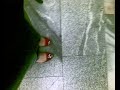 Видео my shoes dance