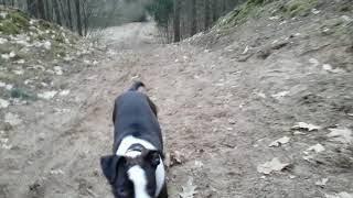 Szczeniak Zabawa W Lesie Amstaff