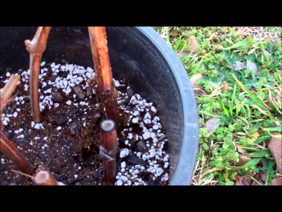 Propagation From Cuttings Make Your Own Mist System YouTube