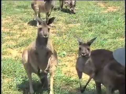 kangaroos in georgia mountains kangaroo farm youtube kangaroos in georgia mountains kangaroo farm youtube