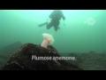 Diving in St Abbs (Aug 12)