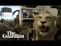 Taxidermy for beginners – a lesson in how to stuff animals