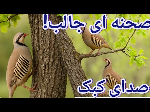 صدای کبک ها: کبک ماده بالای درخت، کبک نر در حال بالا رفتن برای ملاقات 
