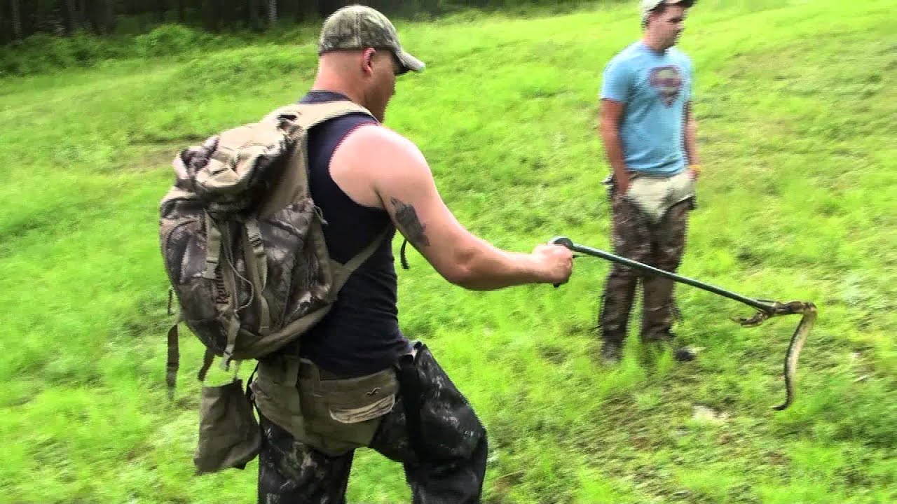 Timber Rattlesnake Hunting Pa 2011 3 YouTube
