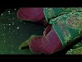 Treatment Of Jinn By Quraan And Sunna Must Watch By images Treatment Of Jinn By Quraan And Sunna Must Watch By