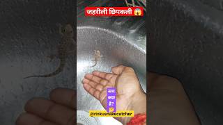 कय सच म छपकल म जहर हत ह? Poisonous Lizard