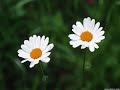 Nature Video - For Your Loved Ones ecards - Flowers Greeting Cards Nature Video - For Your Loved Ones ecards - Flowers Greeting Cards