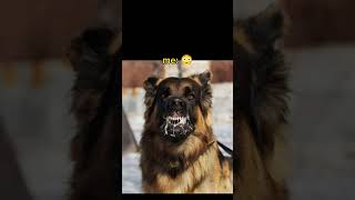 Kuduz Köpek Problemi