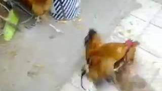 Diperkosa Rame-Rame